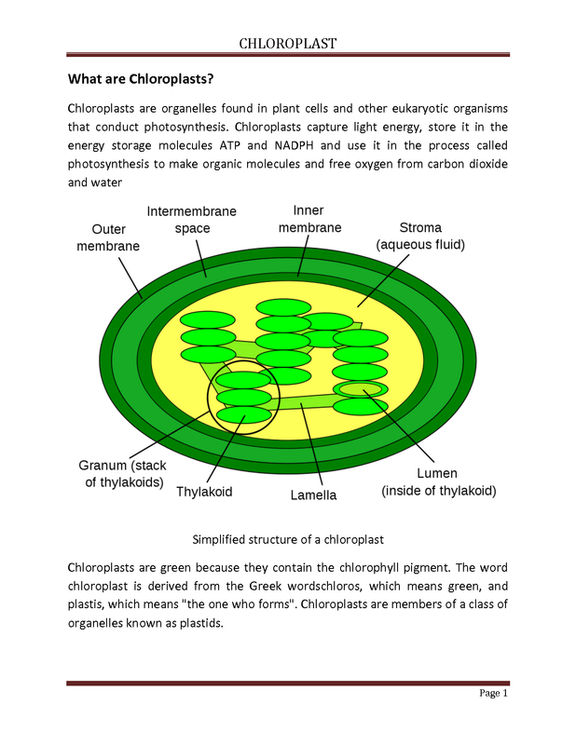 √ The Structure Of The Chloroplast Coloring Worksheet Answers